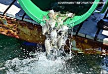 Marine Ranching Efforts Release 10,000 Gueule Pavée Marine Ranching Efforts Release 10,000 Gueule Pavée