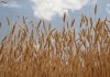 Wheat Prices Surge Amid Mideast Turmoil and Food Fears Wheat Prices Surge Amid Mideast Turmoil and Food Fears