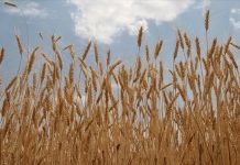 Wheat Prices Surge Amid Mideast Turmoil and Food Fears Wheat Prices Surge Amid Mideast Turmoil and Food Fears