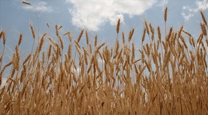 Wheat Prices Surge Amid Mideast Turmoil and Food Fears Wheat Prices Surge Amid Mideast Turmoil and Food Fears