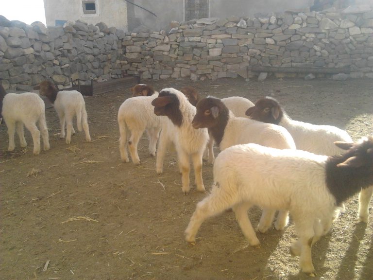 هل تكفي الأكباش لعيد الاضحى بعد الحمى القلاعيّة؟