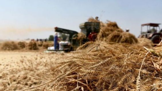 الموسم الفلاحي 2019-2020: الإنتاج المتوقع للحبوب يقدر بـ30 مليون قنطار