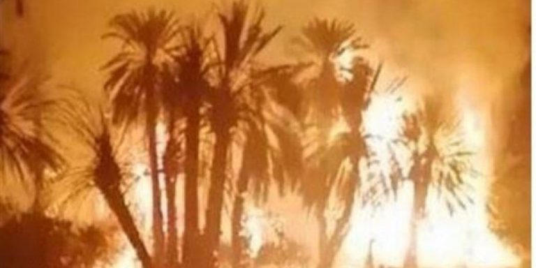 حريق يأتي على أعداد كبيرة من النخيل بواحة تيغمرت بكلميم