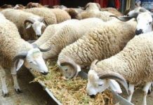 الوضع الصحي للقطيع الوطني مرض الوضع الصحي للقطيع الوطني مرض