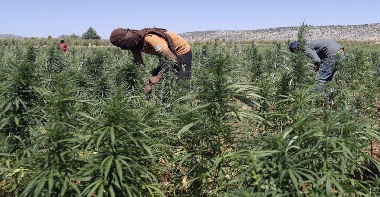 الإعلان بطنجة عن تأسيس هيئة استشارية علمية لمواكبة تنفيذ القانون الخاص بالاستعمالات المشروعة للقنب الهندي الإعلان بطنجة عن تأسيس هيئة استشارية علمية لمواكبة تنفيذ القانون الخاص بالاستعمالات المشروعة للقنب الهندي