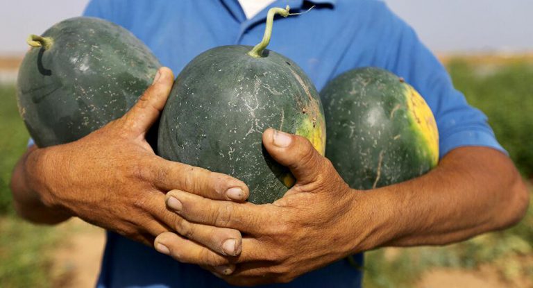 فوائد سحرية للبطيخ... كيف يمكن انتقاء أفضل ثمرة