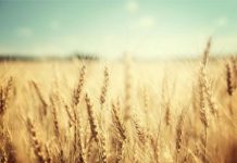 وزارة الفلاحة تتوقع إنتاج 98 مليون قنطار من الحبوب وزارة الفلاحة تتوقع إنتاج 98 مليون قنطار من الحبوب