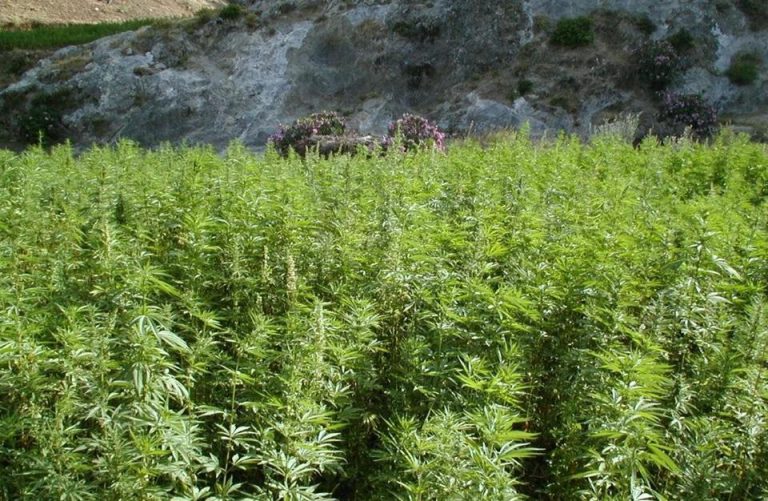 الداخلية تتوقع تجاوز مداخيل القنب الهندي بعد تقنينه إجمالي المداخيل الفلاحية بالمملكة