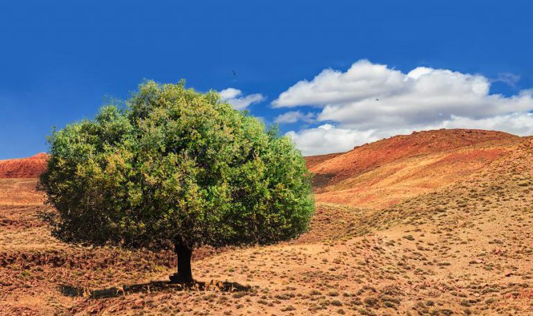 المغرب والأمم المتحدة يحتفيان باليوم العالمي الأول لشجرة الأركان