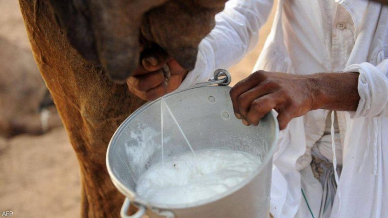 كوب من الحليب يوميًا.. دراسة تكشف “المفعول السحري”