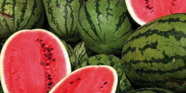 بعد الطماطم.. البطيخ المغربي يقلق الفلاحين الإسبان