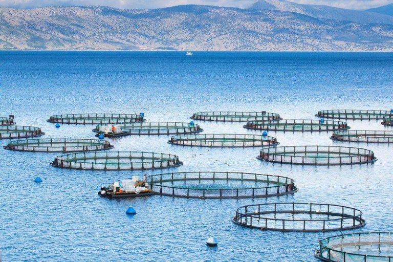 الحكومة الإسبانية تعترف رسميًا بوجود مزرعة أسماك مغربية بالقرب من الجزر الجعفرية