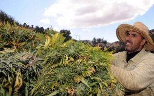 زراعة القنب الهندي "الكيف" في المغرب