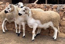 وزارة الفلاحة: القطيع في حالة صحية جيدة وزارة الفلاحة: القطيع في حالة صحية جيدة