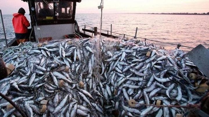 قيمة المنتجات المسوقة في قطاع الصيد البحري ترتفع بهذه النسبة