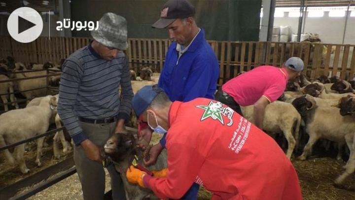 بالفيديو: المراقبة والترقيم والأسعار.. كل ما تحتاجون معرفته بشأن عيد الأضحى لـ2022 بالفيديو: المراقبة والترقيم والأسعار.. كل ما تحتاجون معرفته بشأن عيد الأضحى لـ2022