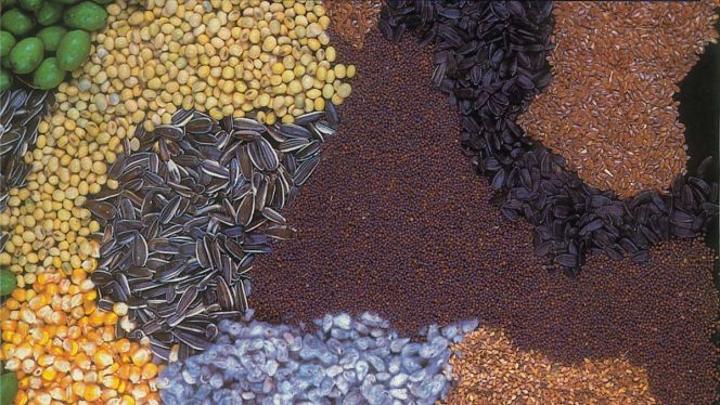 لمواجهة لهيب الأسعار.. الحكومة تُوقف استيفاء رسم استيراد بعض البذور الزيتية لمواجهة لهيب الأسعار.. الحكومة تُوقف استيفاء رسم استيراد بعض البذور الزيتية