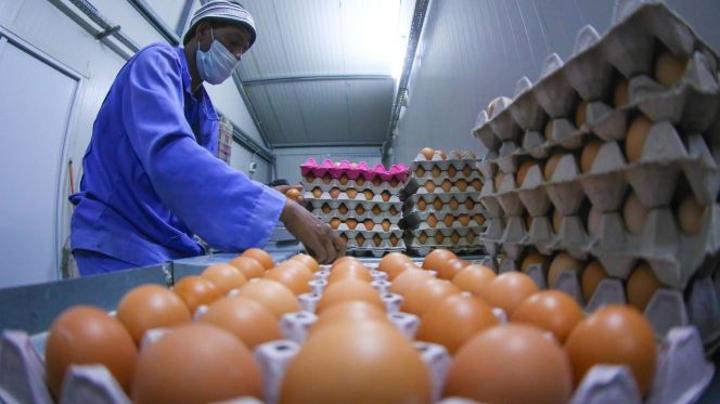 القطاع مهدد بالإفلاس.. منتجو البيض في المغرب يَشكُون خسارة أزيد من 7 مليون درهم القطاع مهدد بالإفلاس.. منتجو البيض في المغرب يَشكُون خسارة أزيد من 7 مليون درهم