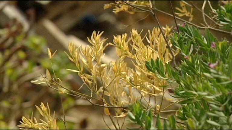 أونسا يشدد المراقبة عند استيراد النباتات لتفادي دخول بكتيريا كزيليلا فاستيديوزا إلى المغرب
