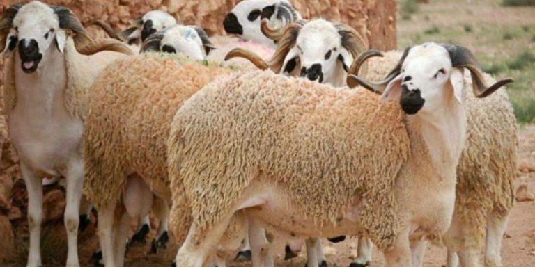 الهيئة الوطنية للأطباء البياطرة تواكب الاستعدادات لعيد الأضحى