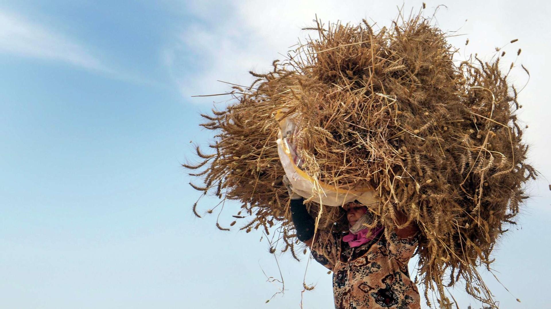 منظمة الأغذية: الصراع في أوكرانيا يهدد بمجاعة نحو 15 مليون شخص في العالم هذا العام منظمة الأغذية: الصراع في أوكرانيا يهدد بمجاعة نحو 15 مليون شخص في العالم هذا العام