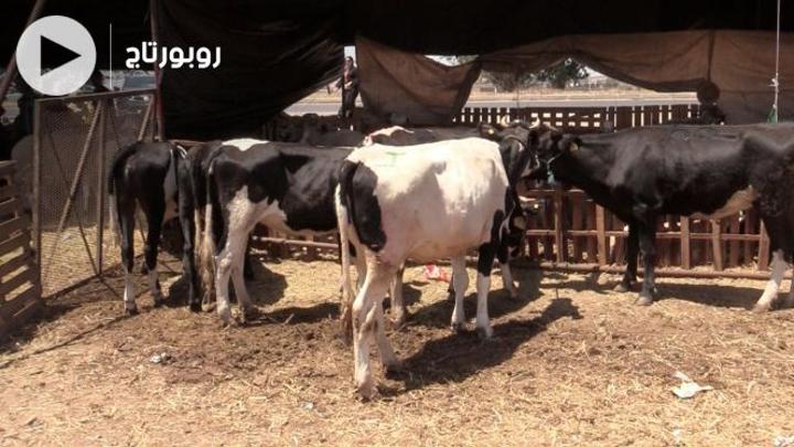 بالفيديو: غلاء أضاحي العيد يدفع مواطنين إلى شراء الأبقار