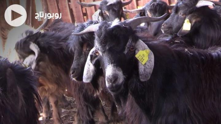 بالفيديو: لهذا يقبل بعض المغاربة على اختيار الأضاحي من الماعز بالفيديو: لهذا يقبل بعض المغاربة على اختيار الأضاحي من الماعز
