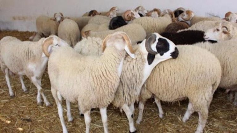 عيد الأضحى: الطلب المرتقب على الأغنام والماعز يقدر بحوالي 5,6 مليون رأس