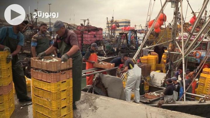 بالفيديو: مصايد السردين بالعيون تتعافى بعد الكثير من العثرات بالفيديو: مصايد السردين بالعيون تتعافى بعد الكثير من العثرات