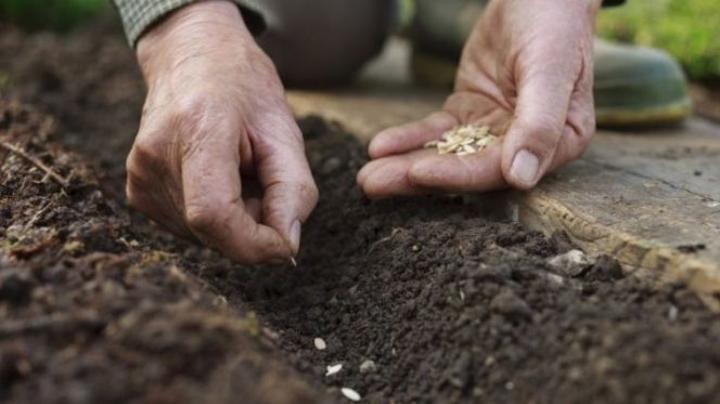 فلاحون مهددون بالسجن بسبب البذور فلاحون مهددون بالسجن بسبب البذور