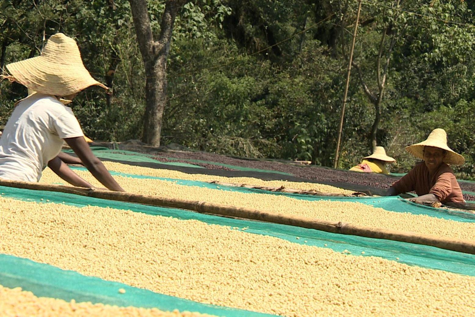 بزيادة قدرها 500 مليون دولار.. القهوة الإثيوبية تحقق معدلات إنتاج قياسية بزيادة قدرها 500 مليون دولار.. القهوة الإثيوبية تحقق معدلات إنتاج قياسية