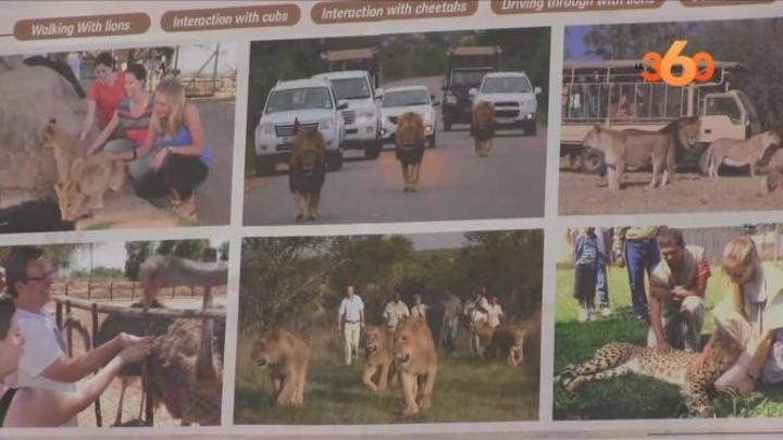 أشغال إنجاز أول حديقة سفاري للأسود بالمغرب تصل مراحلها الأخيرة أشغال إنجاز أول حديقة سفاري للأسود بالمغرب تصل مراحلها الأخيرة