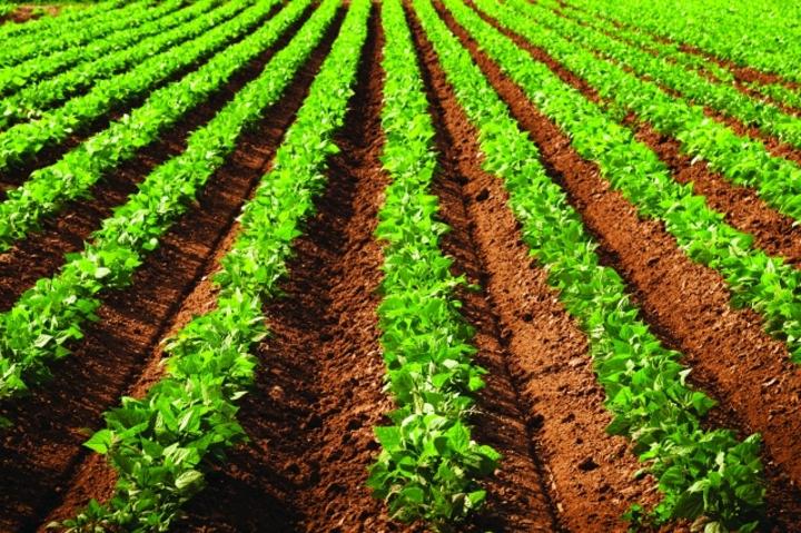 الابتكار الزراعي: تسجيل أربعة أصناف جديدة ضمن القائمة الرسمية لسنة 2021 الابتكار الزراعي: تسجيل أربعة أصناف جديدة ضمن القائمة الرسمية لسنة 2021