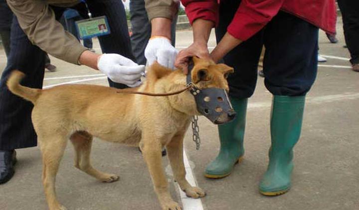 المغرب يخلد اليوم العالمي لداء السعار تحت شعار صحة واحدة - صفر حالة وفاة المغرب يخلد اليوم العالمي لداء السعار تحت شعار صحة واحدة - صفر حالة وفاة