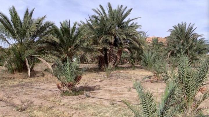 بالفيديو: واحات المغرب تقاوم قسوة الجفاف بالفيديو: واحات المغرب تقاوم قسوة الجفاف