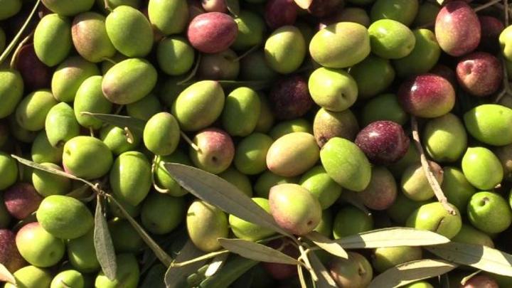 بالفيديو: رغم الظروف المناخية الصعبة.. زيتون جرسيف يحافظ على جودته المعتادة بالفيديو: رغم الظروف المناخية الصعبة.. زيتون جرسيف يحافظ على جودته المعتادة