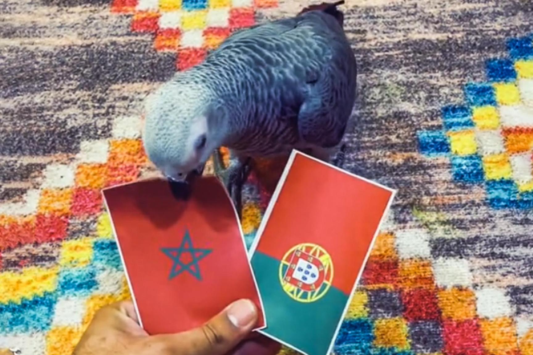 هل تصدق توقعات الببغاء مع المغرب والبرتغال؟ هل تصدق توقعات الببغاء مع المغرب والبرتغال؟