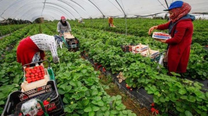 يونس السكوري يتعرض للمساءلة في البرلمان بسبب حقوق العاملات المغربيات بالحقول الإسبانية يونس السكوري يتعرض للمساءلة في البرلمان بسبب حقوق العاملات المغربيات بالحقول الإسبانية