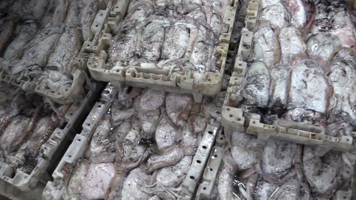 بالفيديو: موسم الأخطبوط يحقق مؤشرات متقدمة مع انطلاقته بالعيون بالفيديو: موسم الأخطبوط يحقق مؤشرات متقدمة مع انطلاقته بالعيون