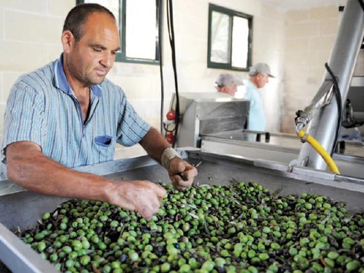 مطالب بتدحل حكومي لضبط سعر زيت الزيتون بعد بلوغه 70 درهما مطالب بتدحل حكومي لضبط سعر زيت الزيتون بعد بلوغه 70 درهما