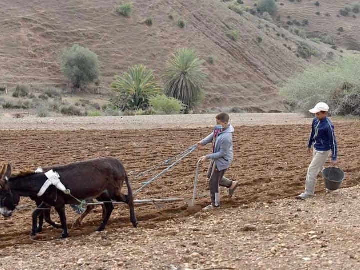 مندوبية التخطيط: قطاع الفلاحة فقد أكثر من 200 ألف منصب شغل في سنة 2022 مندوبية التخطيط: قطاع الفلاحة فقد أكثر من 200 ألف منصب شغل في سنة 2022