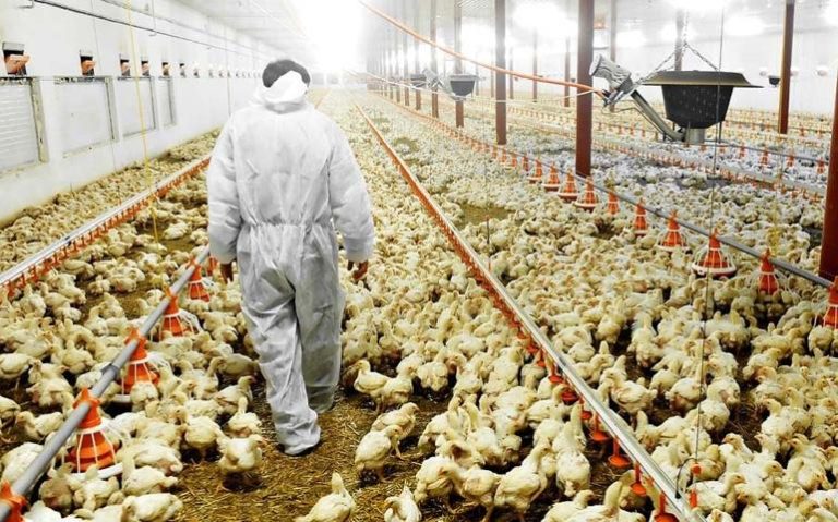 وزير الفلاحة: أسعار منتجات الدواجن ستتراجع قبل رمضان