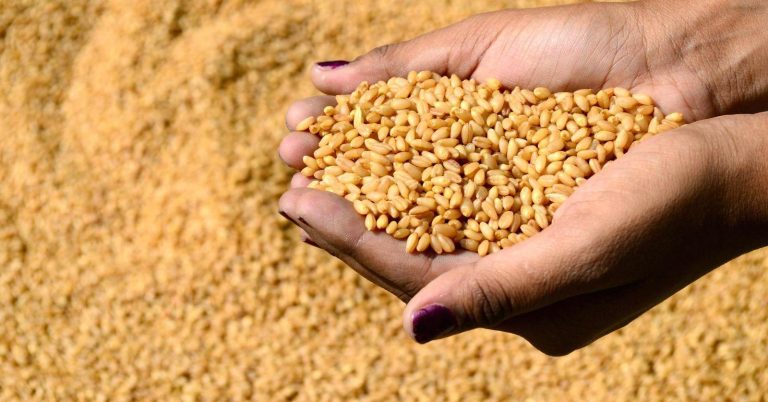 المغرب يدخل تعديلا على خطة دعم استيراد القمح من منطقة البحر الأسود