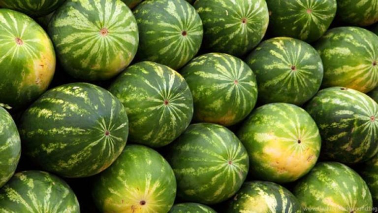زاكورة: تراجع محصول البطيخ بـ 25%