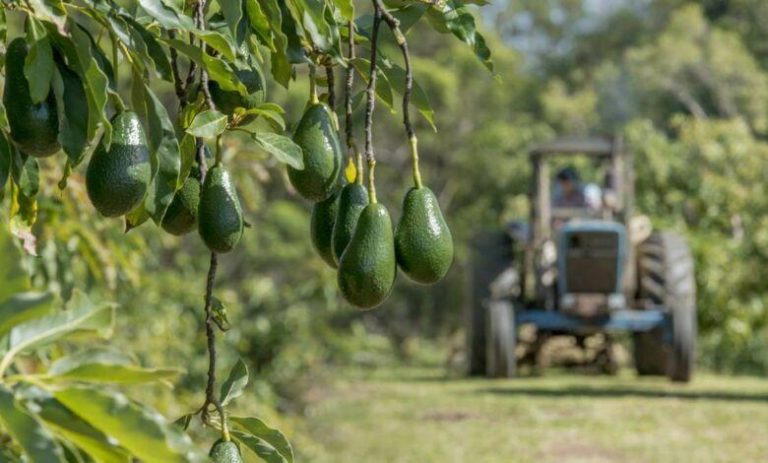 محاصيل الأفوكادو في المغرب تجاوز 40 ألف طن 90٪ منه موجه للتصدير