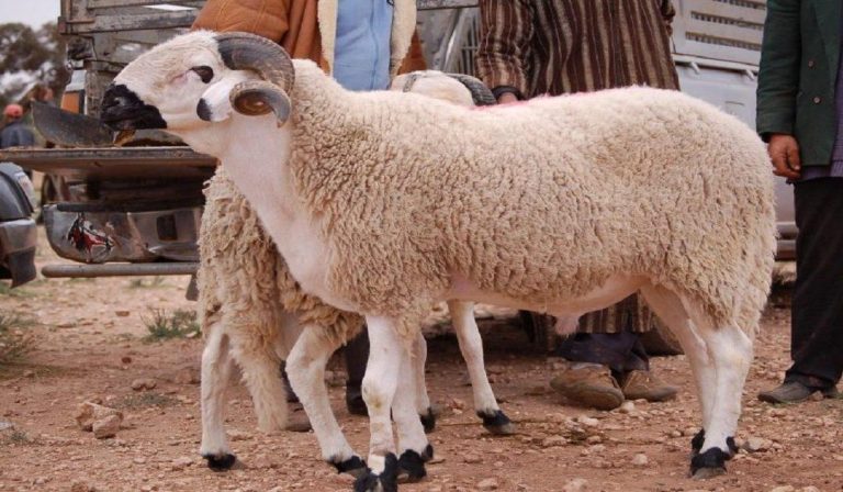 بايتاس: الحكومة اتخذت مجموعة من التدابير لضمان مرور عيد الأضحى في ظروف جيدة
