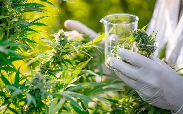 انطلاق أولى عمليات زراعة القنب الهندي بالمغرب