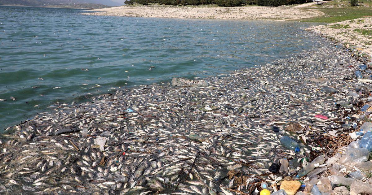 نفوق أسماك بخليج الداخلة يصل إلى البرلمان نفوق أسماك بخليج الداخلة يصل إلى البرلمان