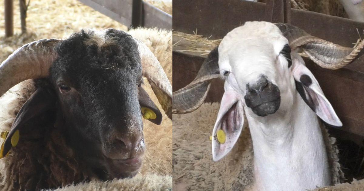 بالفيديو: اكتشفوا سلالات وأسعار الأضاحي المفضلة لدى المغاربة بالفيديو: اكتشفوا سلالات وأسعار الأضاحي المفضلة لدى المغاربة