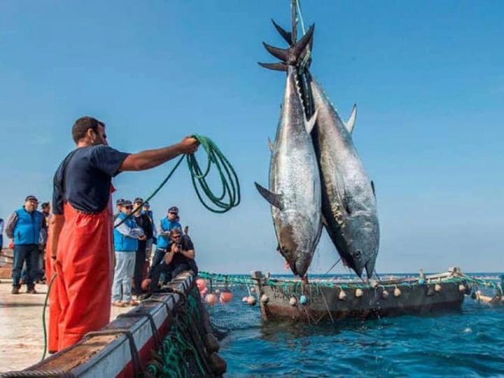 الحكومة توسع قائمة معدات الصيد البحري المستفيدة من خفض رسوم الاستيراد لتعزيز التصدير الحكومة توسع قائمة معدات الصيد البحري المستفيدة من خفض رسوم الاستيراد لتعزيز التصدير